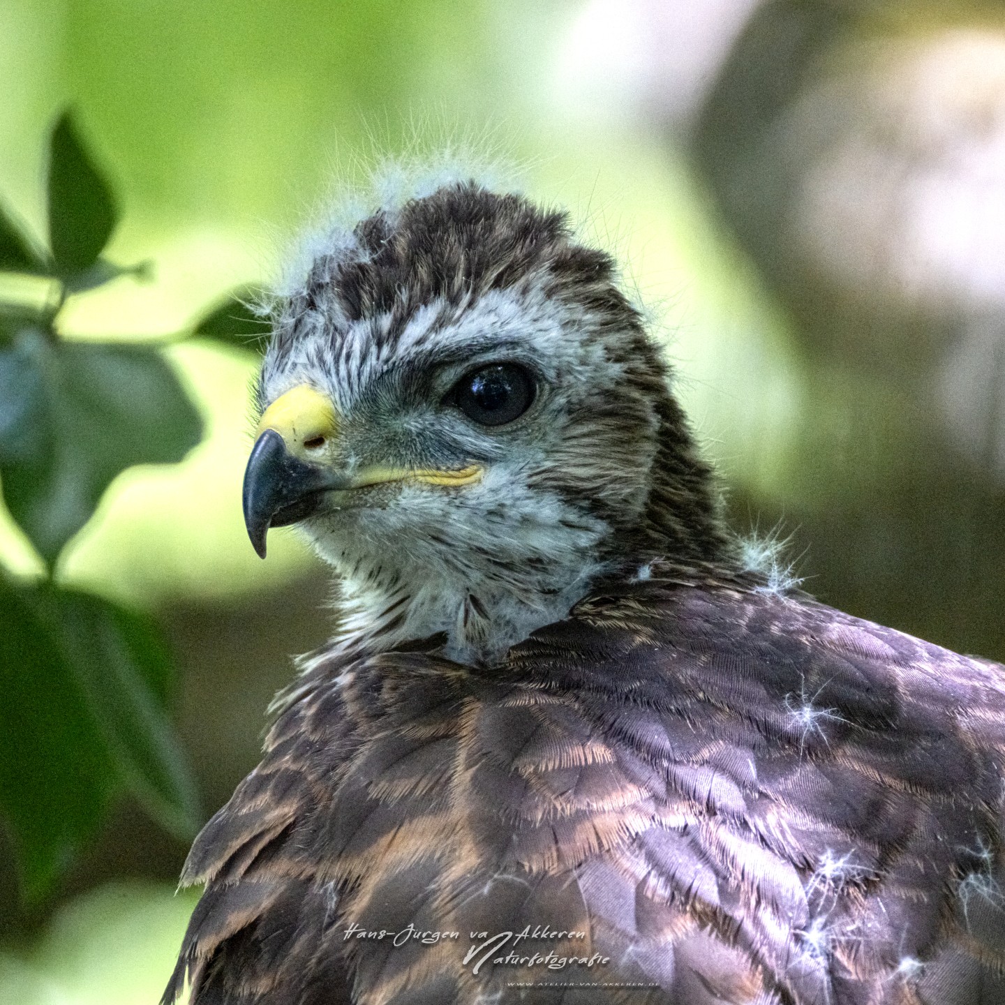 309A9753 Mausebussard Jungvogel